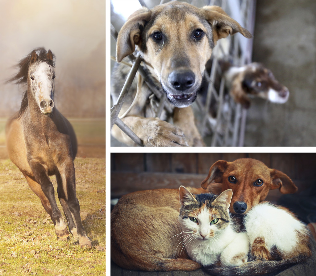 Use your tax refund to support horse rescue shelters or spay-neuter programs!