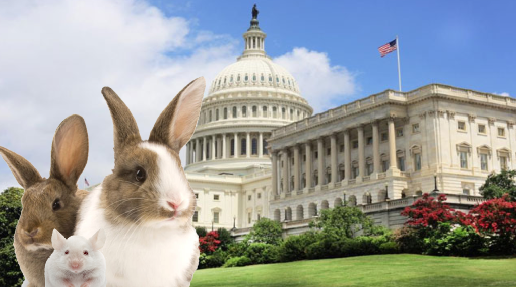 Bunnies at the capital